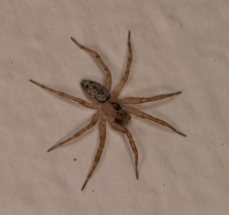Oecobius_annulipes_D3216_Z_86_Valle Gran Rey_Spanje.jpg